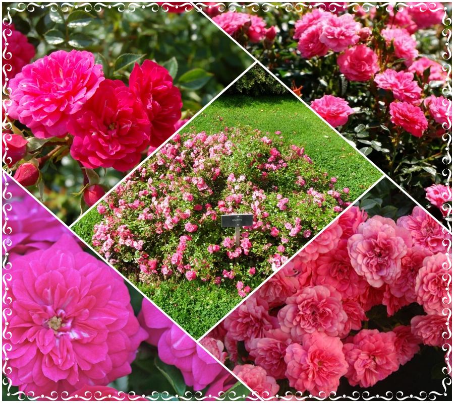 Knirps róże okrywowe